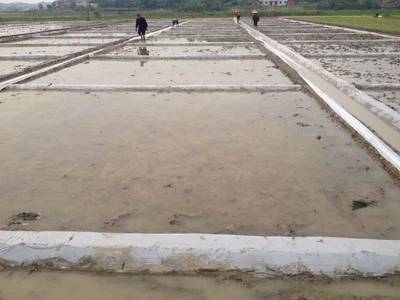 “神锄”生物菌剂 重金属污染土壤降镉效果显著